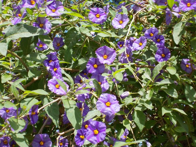 Blue Potato Bush Steemit